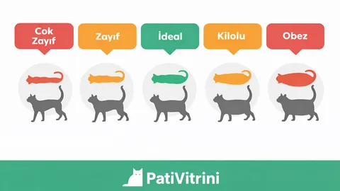 Kedi vücut kondisyon skoru