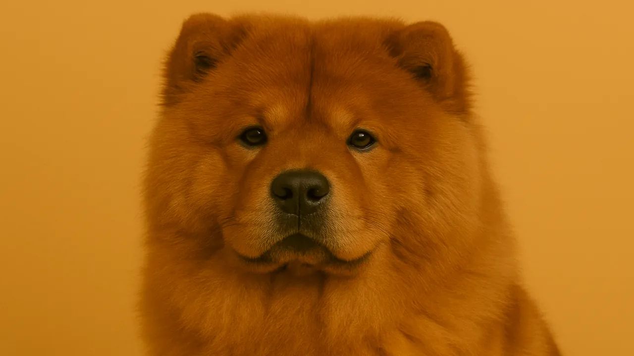 Chow Chow köpek ırkı