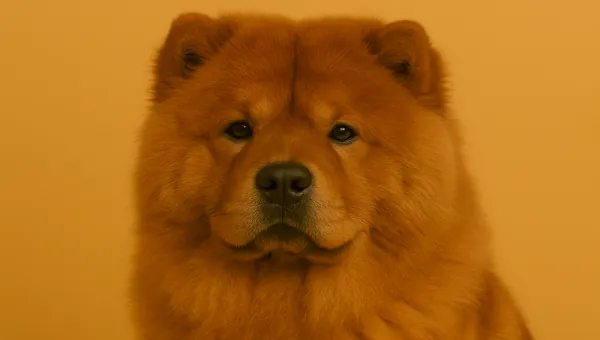 Chow Chow kedi ırkı