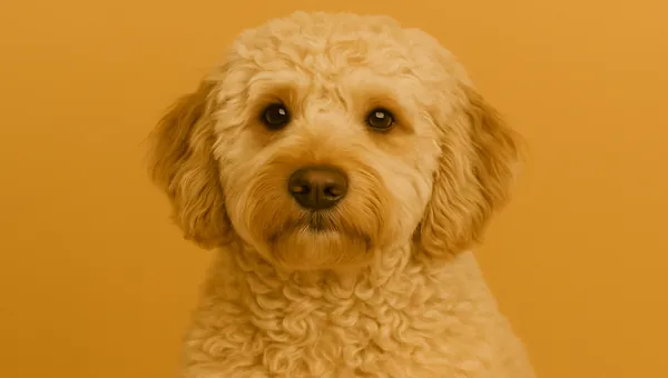 Labradoodle kedi ırkı