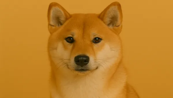 Shiba Inu kedi ırkı
