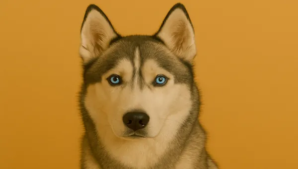 Siberian Husky kedi ırkı