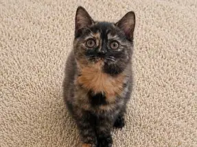 Şans ve Para Kedisi British Shorthair Tortieshell Dişi Yavrumuz