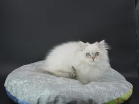 2 aylık dişi British Longhair Ücretsiz sahiplendirme