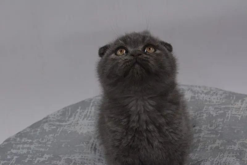 Scottish Fold Yavrular Ücretsiz sahiplendirme