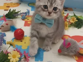 British shorthair erkek yavrumuz