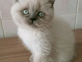 Safkan blue point yavrular