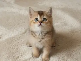 Orjinal British Shorthair Black Golden Dişi Yavrumuz