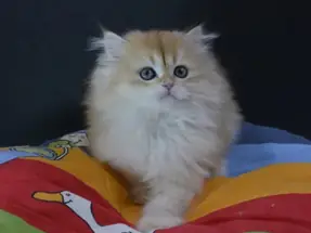 2 aylık British Longhair erkek Ücretsiz sahiplendirme