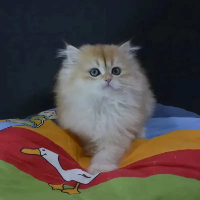 2 aylık British Longhair erkek Ücretsiz sahiplendirme