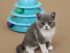 Oyuncu British Shorthair Blue Bicolor Dişi Yavru Kedi