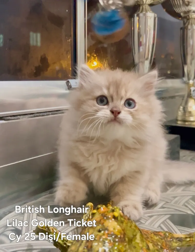 Safkan Orijinal British Longhair irki Dişi yavrumuz