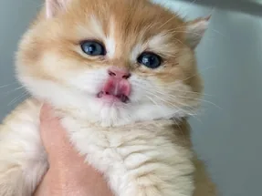 Safkan golden british Shorthair