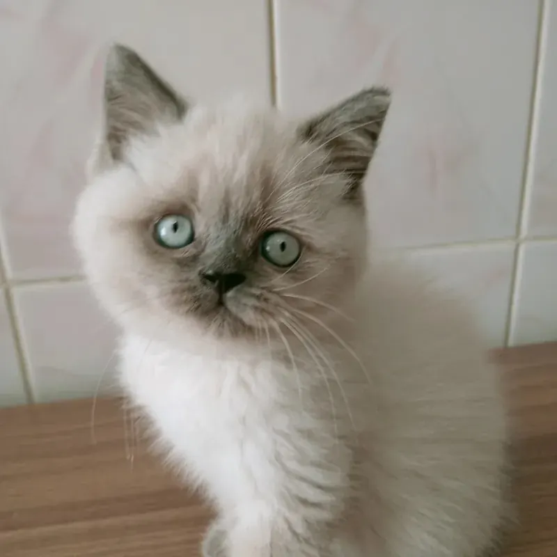 Safkan blue point yavrular