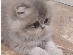 KALİTE ARAYANLARA ÖZEL YAVRULAR