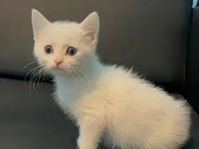 BRİTİSH SHORTHAİR ERKEK YAVRU KEDİMİZ