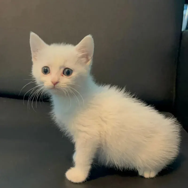 BRİTİSH SHORTHAİR ERKEK YAVRU KEDİMİZ