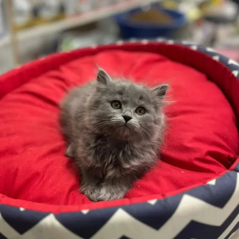 BRİTİSH LONGHAİR DİŞİ YAVRU KEDİMİZ