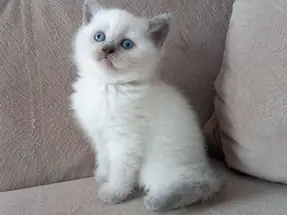 Show Kalite British Shorthair Blue Point yavrumuz