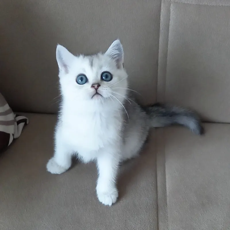 British Shorthair Black Silver erkek yavrumuz