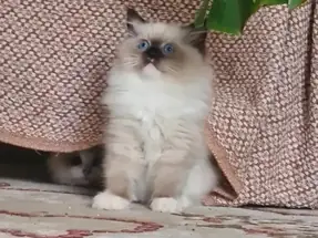 2 AYLIK DİŞİ VE ERKEK  RAGDOLL YAVRULAR