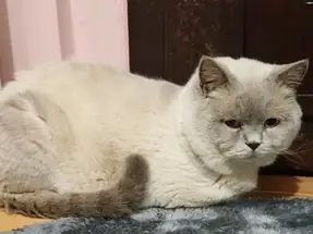 British Shorthair Blue Point Cins Damızlık Erkek Kedi