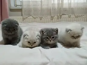 Scottish Fold British Longhair 2 aylık dişi erkek yavrular
