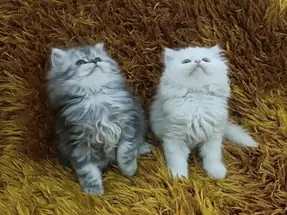 CHİNCHİLLA YAVRULAR