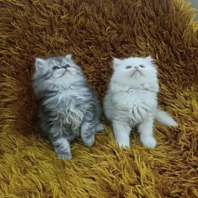 CHİNCHİLLA YAVRULAR