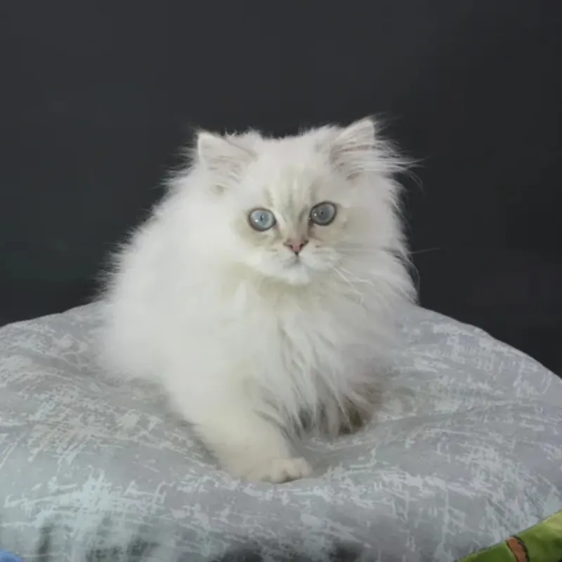 British Longhair dişi yavru Ücretsiz sahiplendirme