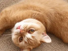 Yetişkin British Shorthair Red kısır dişi kedimiz