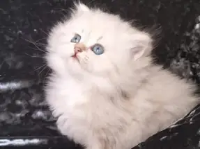 KALİTE ARAYANLARA ÖZEL YAVRULAR