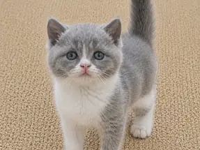 Show Kalite British Shorthair Blue Bicolor Erkek Yavrumuz
