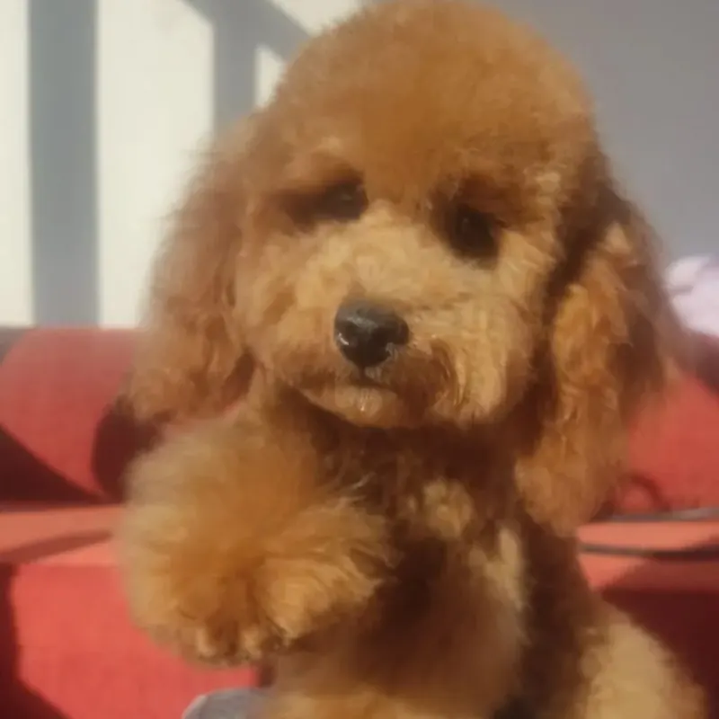 TOY POODLE DİŞİ