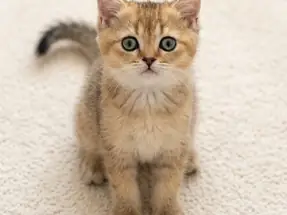 Muhteşem British Shorthair Black Golden Erkek Yavrularımız