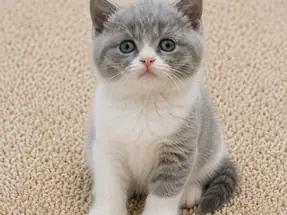 Show Kalite British Shorthair Blue Bicolor Dişi Yavrular