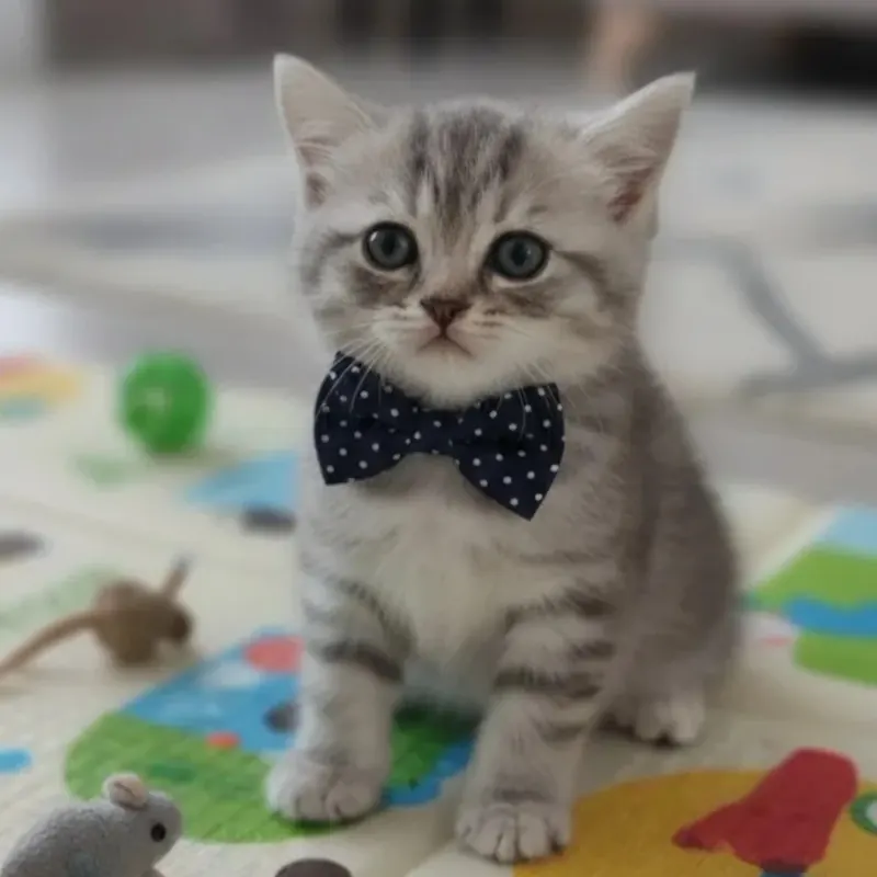 British shorthair erkek yavrumuz