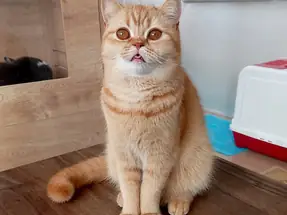 4 Yaşında British Shorthair Red Dişi