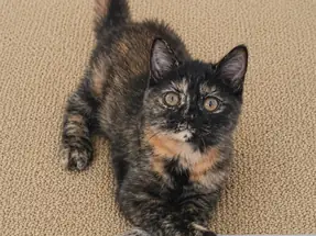 British Shorthair Tortieshell Dişi Yavrumuz