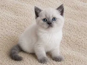 Sevimli British Shorthair Blue Point Dişi Yavrumuz