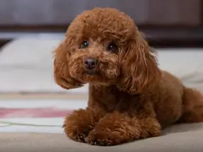3 Aylık Toy Poodle Dişi yavrumuz