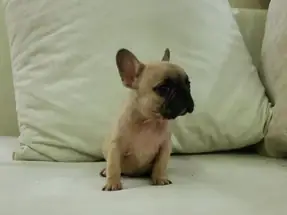 Fawn black mask french bulldog erkek