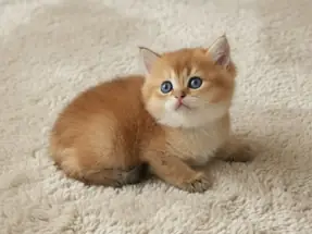 Show Kalite British Shorthair Golden Yavrumuz