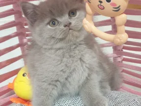 Bicolour genli safkan lilak dişi 🥰💜