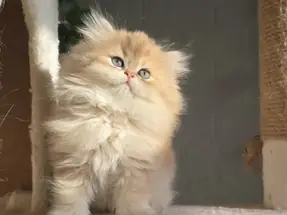 Safkan orijinal British Longhair Dişi yavru