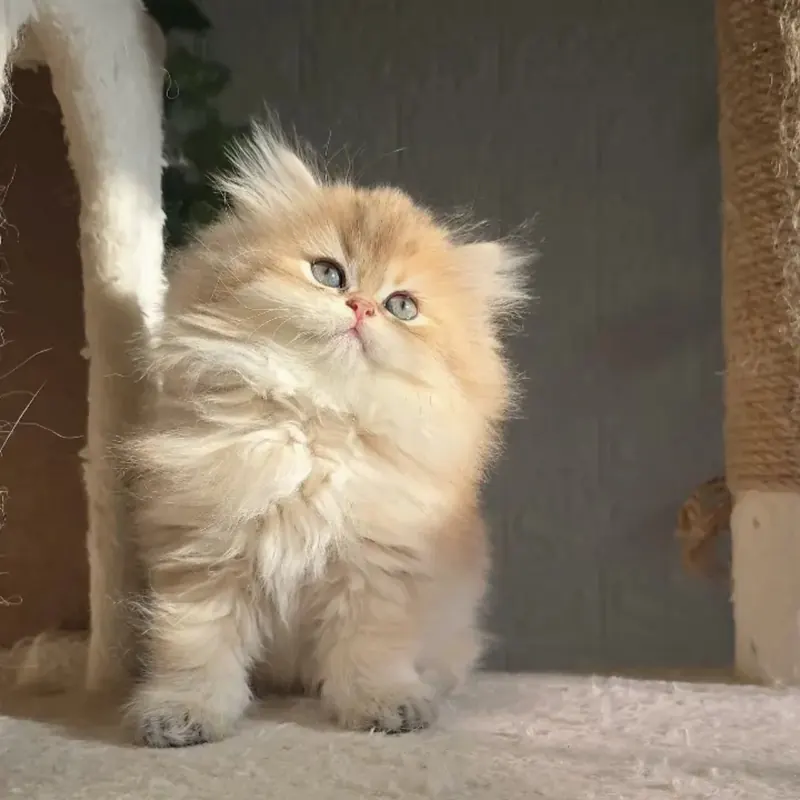 Safkan orijinal British Longhair Dişi yavru