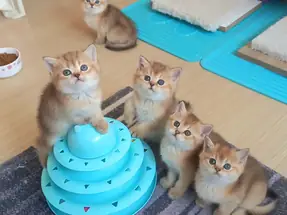 Mükemmel Kalite British Shorthair Golden Yavrular