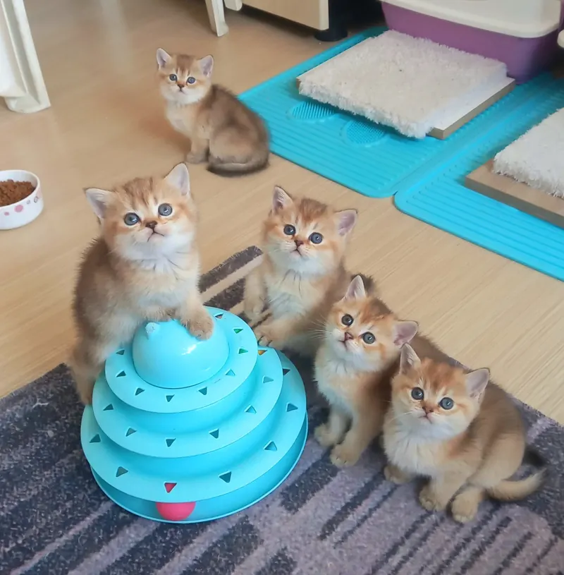 Mükemmel Kalite British Shorthair Golden Yavrular