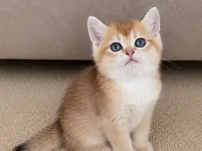 Yakışıklı Tatlı British Shorthair Golden Erkek Yavru Kedi