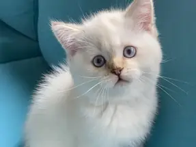 British Shorthair Sevimli Surat Erkek Yavru